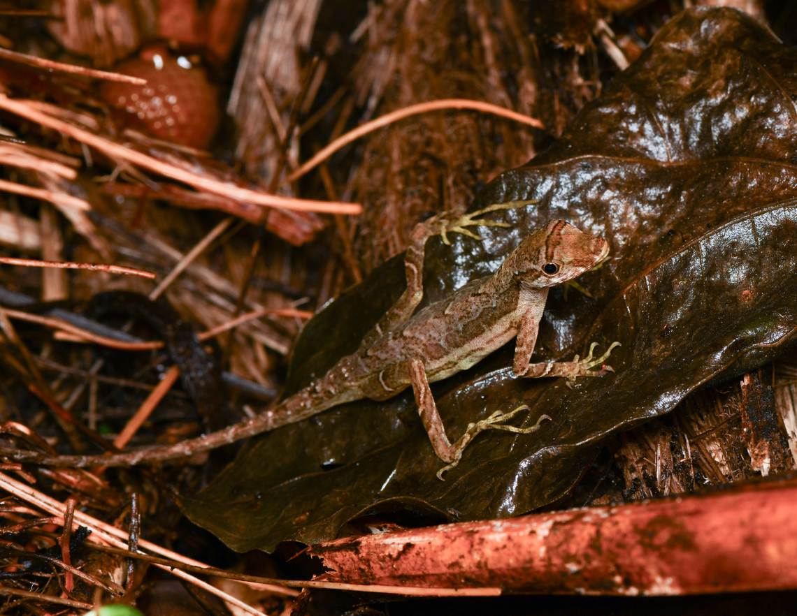 Anolis trachyderma, Mocagua, Colombia  Anolis trachyderma,Colombia,Colombia 2024,Common Forest Anole,Geotagged,Leticia,South America,Spring,World