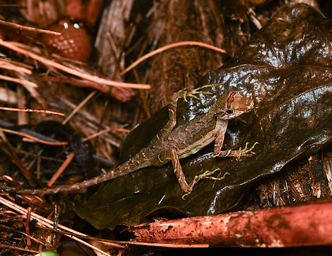 Anolis trachyderma, Mocagua, Colombia  Anolis trachyderma,Colombia,Colombia 2024,Common Forest Anole,Geotagged,Leticia,South America,Spring,World