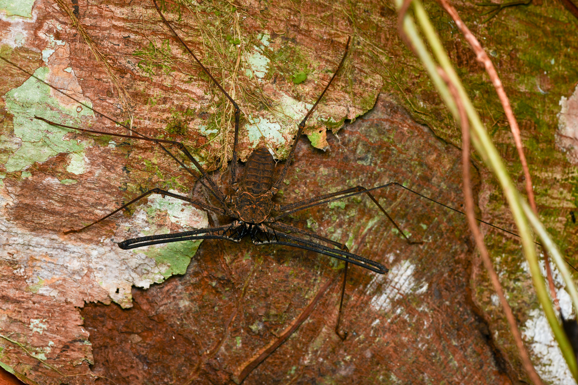 Heterophrynus batesii, Mocagua, Colombia  Colombia,Colombia 2024,Geotagged,Heterophrynus batesii,Leticia,South America,Spring,World