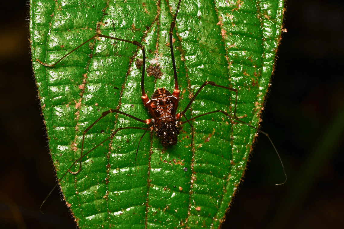 Phareicranaus singularis, Mocagua, Colombia  Colombia,Colombia 2024,Geotagged,Leticia,Phareicranaus singularis,South America,Spring,World