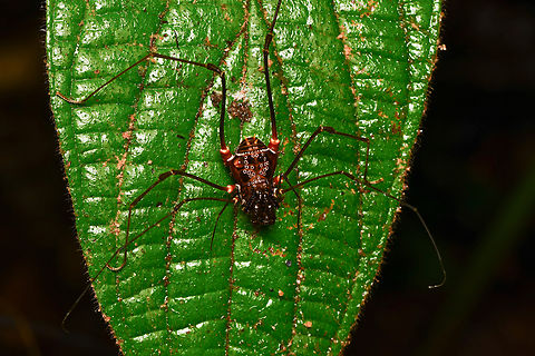 Phareicranaus singularis