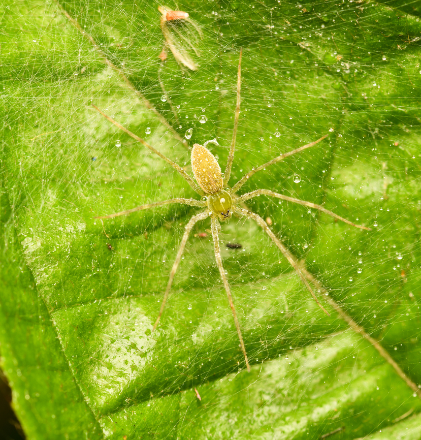 Green Lynx Spider, Mocagua, Colombia  Colombia,Colombia 2024,Geotagged,Leticia,South America,Spring,World