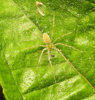 Green Lynx Spider, Mocagua, Colombia  Colombia,Colombia 2024,Geotagged,Leticia,South America,Spring,World