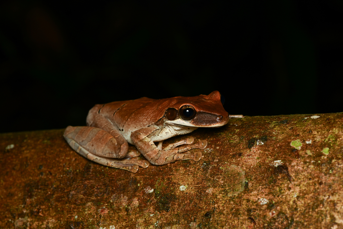 Osteocephalus planiceps, Mocagua, Colombia  Colombia,Colombia 2024,Flat-headed Spiny-backed Frog,Geotagged,Leticia,Osteocephalus planiceps,South America,Spring,World
