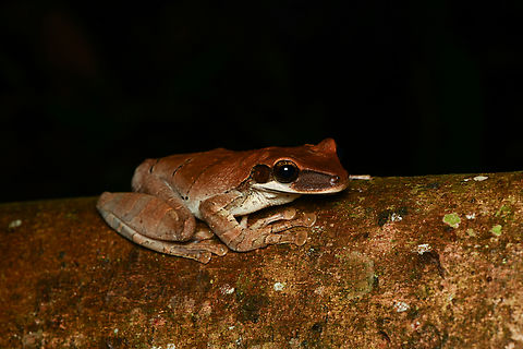 Osteocephalus planiceps, Mocagua, Colombia  Colombia,Colombia 2024,Flat-headed Spiny-backed Frog,Geotagged,Leticia,Osteocephalus planiceps,South America,Spring,World