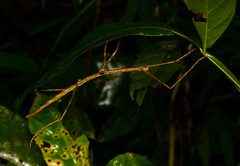 Stick insect, Mocagua, Colombia  Colombia,Colombia 2024,Geotagged,Leticia,South America,Spring,World
