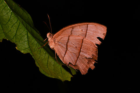 Pierella sp., Mocagua, Colombia  Colombia,Colombia 2024,Geotagged,Leticia,South America,Spring,World
