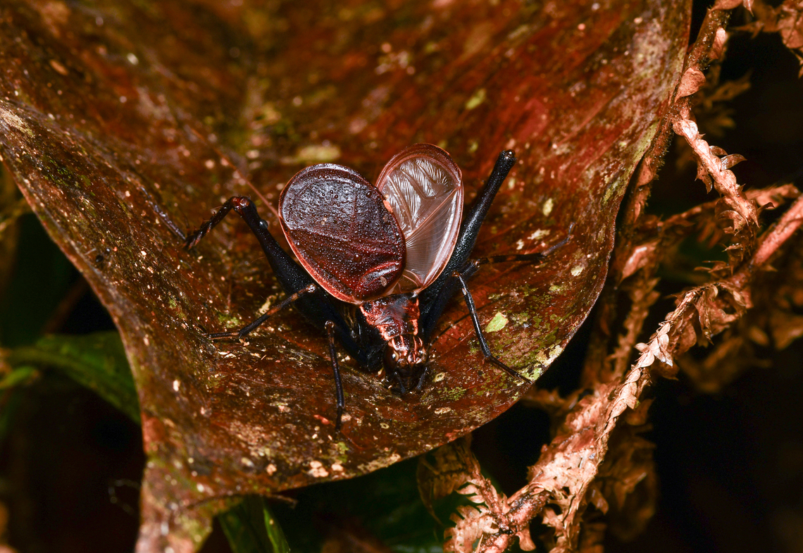 Cricket with wings open, Mocagua, Colombia Possibly a territorial display, because it did not actually fly away. Colombia,Colombia 2024,Geotagged,Leticia,South America,Spring,World