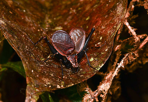 Cricket with wings open, Mocagua, Colombia Possibly a territorial display, because it did not actually fly away. Colombia,Colombia 2024,Geotagged,Leticia,South America,Spring,World