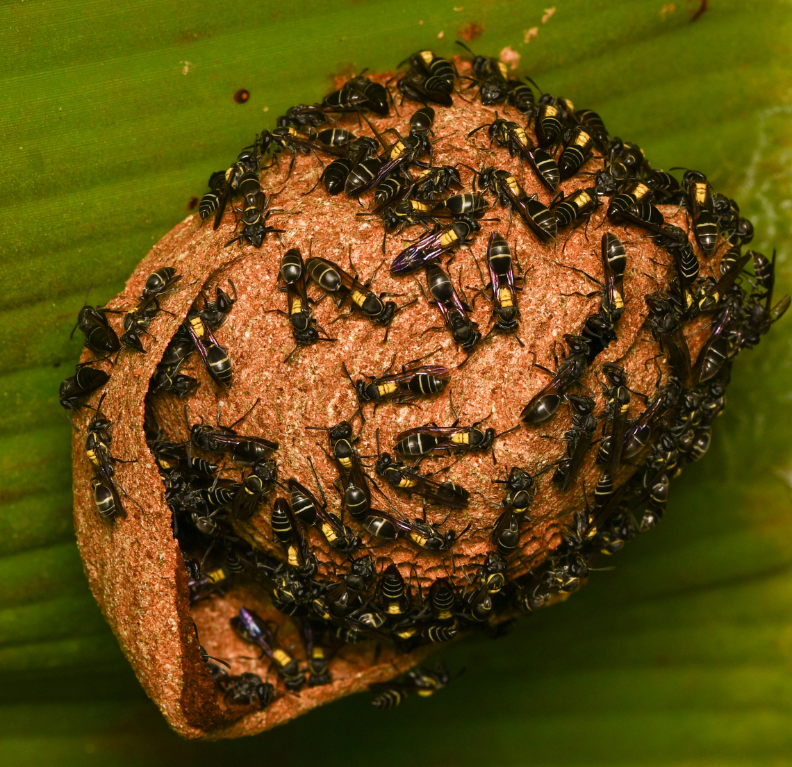 Polybia occidentalis, Mocagua, Colombia Tentative ID. Colombia,Colombia 2024,Geotagged,Leticia,Polybia occidentalis,South America,Spring,World,Yellow-banded Polybia Wasp
