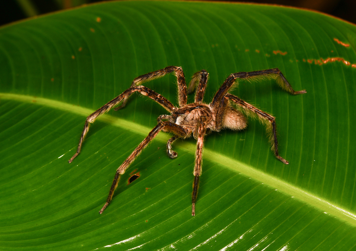 Large wandering spider, Mocagua, Colombia  Colombia,Colombia 2024,Geotagged,Leticia,South America,Spring,World