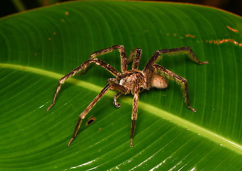Large wandering spider, Mocagua, Colombia  Colombia,Colombia 2024,Geotagged,Leticia,South America,Spring,World