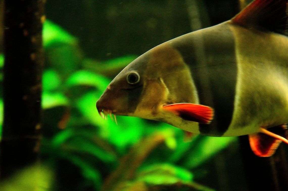 Clown Loach (Chromobotia macracanthus) Not entirely sharp, but this is a Clown Loach, a bearded fish native to Indonesia.  Aquariums,Chromobotia macracanthus,Clown Loach,Clown loach,Rhenen Zoo,Underwater,Zoo,fish
