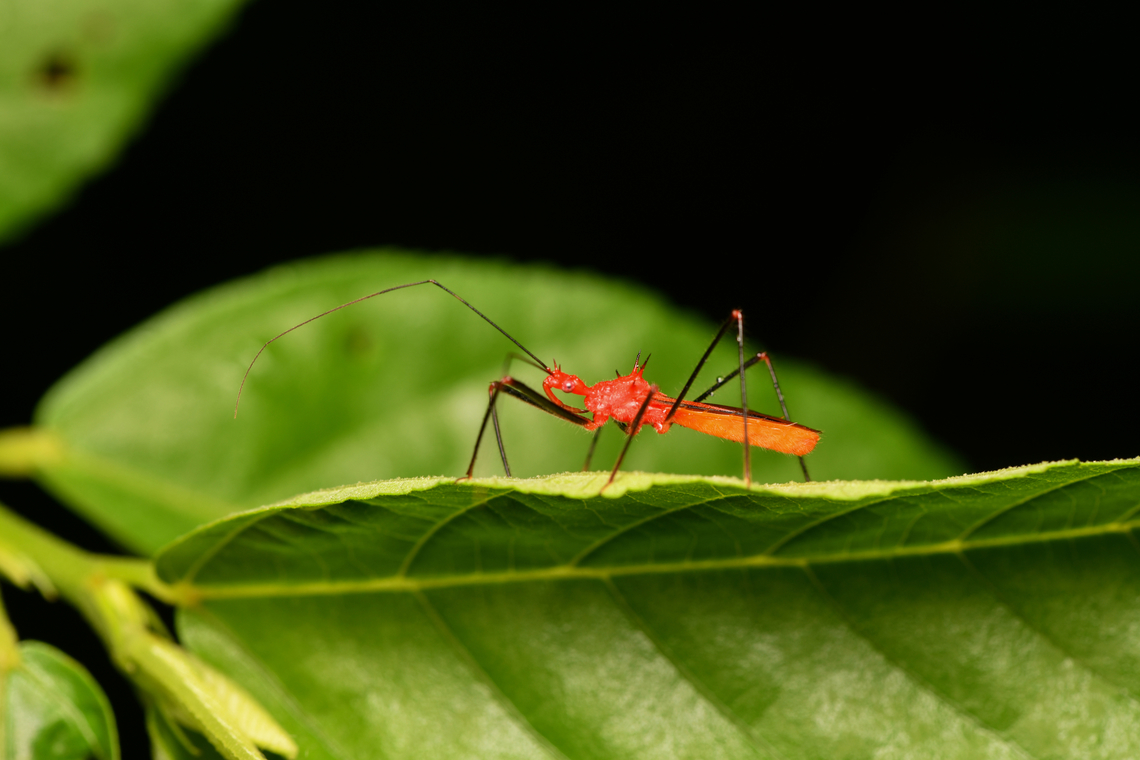 Ricolla quadrispinosa, Mocagua, Colombia  Colombia,Colombia 2024,Geotagged,Leticia,Ricolla quadrispinosa,South America,Spring,World
