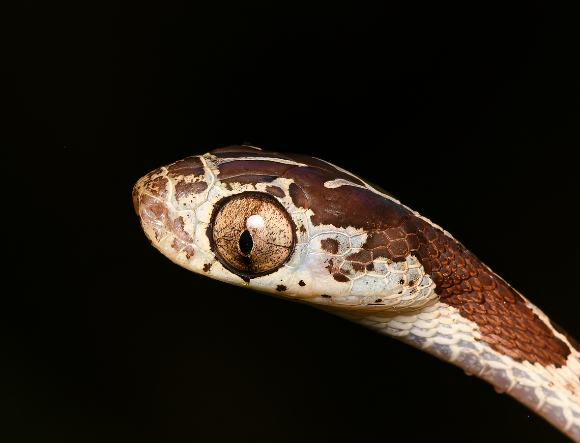 Common Blunt-headed Tree Snake - head, Mocagua, Colombia These thin snakes can cross a large distance in mid-air without support. Sleeping reptiles will not be alarmed by any vibrations.<br />
<figure class="photo"><a href="https://www.jungledragon.com/image/168429/common_blunt-headed_tree_snake_mocagua_colombia.html" title="Common Blunt-headed Tree Snake, Mocagua, Colombia"><img src="https://s3.amazonaws.com/media.jungledragon.com/images/2/168429_thumb.jpg?AWSAccessKeyId=05GMT0V3GWVNE7GGM1R2&Expires=1759968010&Signature=04S84pGvkz%2Fh60lQ7NJWK3K3OW4%3D" width="130" height="152" alt="Common Blunt-headed Tree Snake, Mocagua, Colombia These thin snakes can cross a large distance in mid-air without support. Sleeping reptiles will not be alarmed by any vibrations.<br />
https://www.jungledragon.com/image/168429/common_blunt-headed_tree_snake_mocagua_colombia.html<br />
https://www.jungledragon.com/image/168428/common_blunt-headed_tree_snake_-_closeup_mocagua_colombia.html<br />
https://www.jungledragon.com/image/168427/common_blunt-headed_tree_snake_-_head_mocagua_colombia.html Colombia,Colombia 2024,Common Blunt-headed Tree Snake,Geotagged,Imantodes cenchoa,Leticia,South America,Spring,World" /></a></figure><br />
<figure class="photo"><a href="https://www.jungledragon.com/image/168428/common_blunt-headed_tree_snake_-_closeup_mocagua_colombia.html" title="Common Blunt-headed Tree Snake - closeup, Mocagua, Colombia"><img src="https://s3.amazonaws.com/media.jungledragon.com/images/2/168428_thumb.jpg?AWSAccessKeyId=05GMT0V3GWVNE7GGM1R2&Expires=1759968010&Signature=ygpWGIEhxpD93lsKtd3hph%2B%2FRHs%3D" width="150" height="152" alt="Common Blunt-headed Tree Snake - closeup, Mocagua, Colombia These thin snakes can cross a large distance in mid-air without support. Sleeping reptiles will not be alarmed by any vibrations.<br />
https://www.jungledragon.com/image/168429/common_blunt-headed_tree_snake_mocagua_colombia.html<br />
https://www.jungledragon.com/image/168428/common_blunt-headed_tree_snake_-_closeup_mocagua_colombia.html<br />
https://www.jungledragon.com/image/168427/common_blunt-headed_tree_snake_-_head_mocagua_colombia.html Colombia,Colombia 2024,Common Blunt-headed Tree Snake,Geotagged,Imantodes cenchoa,Leticia,South America,Spring,World" /></a></figure><br />
<figure class="photo"><a href="https://www.jungledragon.com/image/168427/common_blunt-headed_tree_snake_-_head_mocagua_colombia.html" title="Common Blunt-headed Tree Snake - head, Mocagua, Colombia"><img src="https://s3.amazonaws.com/media.jungledragon.com/images/2/168427_thumb.jpg?AWSAccessKeyId=05GMT0V3GWVNE7GGM1R2&Expires=1759968010&Signature=hzKWYK9TXtZtZL7%2BTl2ZTfRGObg%3D" width="200" height="154" alt="Common Blunt-headed Tree Snake - head, Mocagua, Colombia These thin snakes can cross a large distance in mid-air without support. Sleeping reptiles will not be alarmed by any vibrations.<br />
https://www.jungledragon.com/image/168429/common_blunt-headed_tree_snake_mocagua_colombia.html<br />
https://www.jungledragon.com/image/168428/common_blunt-headed_tree_snake_-_closeup_mocagua_colombia.html<br />
https://www.jungledragon.com/image/168427/common_blunt-headed_tree_snake_-_head_mocagua_colombia.html Colombia,Colombia 2024,Common Blunt-headed Tree Snake,Geotagged,Imantodes cenchoa,Leticia,South America,Spring,World" /></a></figure> Colombia,Colombia 2024,Common Blunt-headed Tree Snake,Geotagged,Imantodes cenchoa,Leticia,South America,Spring,World