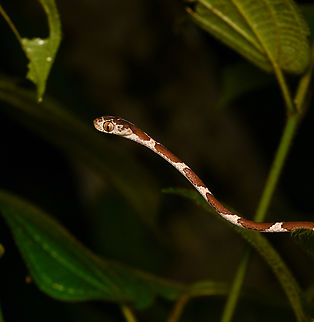 Common Blunt-headed Tree Snake - closeup, Mocagua, Colombia These thin snakes can cross a large distance in mid-air without support. Sleeping reptiles will not be alarmed by any vibrations.
https://www.jungledragon.com/image/168429/common_blunt-headed_tree_snake_mocagua_colombia.html
https://www.jungledragon.com/image/168428/common_blunt-headed_tree_snake_-_closeup_mocagua_colombia.html
https://www.jungledragon.com/image/168427/common_blunt-headed_tree_snake_-_head_mocagua_colombia.html Colombia,Colombia 2024,Common Blunt-headed Tree Snake,Geotagged,Imantodes cenchoa,Leticia,South America,Spring,World
