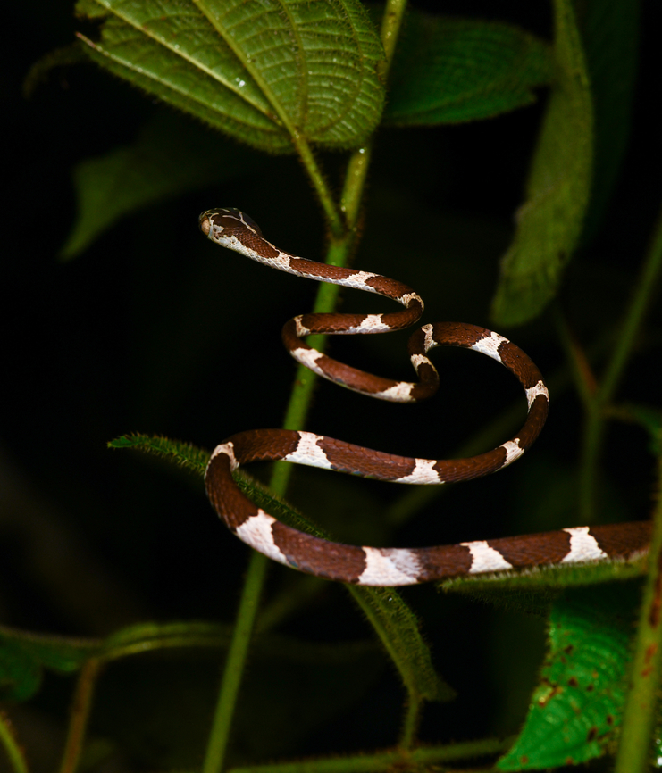 Common Blunt-headed Tree Snake, Mocagua, Colombia These thin snakes can cross a large distance in mid-air without support. Sleeping reptiles will not be alarmed by any vibrations.<br />
<figure class="photo"><a href="https://www.jungledragon.com/image/168429/common_blunt-headed_tree_snake_mocagua_colombia.html" title="Common Blunt-headed Tree Snake, Mocagua, Colombia"><img src="https://s3.amazonaws.com/media.jungledragon.com/images/2/168429_thumb.jpg?AWSAccessKeyId=05GMT0V3GWVNE7GGM1R2&Expires=1759968010&Signature=04S84pGvkz%2Fh60lQ7NJWK3K3OW4%3D" width="130" height="152" alt="Common Blunt-headed Tree Snake, Mocagua, Colombia These thin snakes can cross a large distance in mid-air without support. Sleeping reptiles will not be alarmed by any vibrations.<br />
https://www.jungledragon.com/image/168429/common_blunt-headed_tree_snake_mocagua_colombia.html<br />
https://www.jungledragon.com/image/168428/common_blunt-headed_tree_snake_-_closeup_mocagua_colombia.html<br />
https://www.jungledragon.com/image/168427/common_blunt-headed_tree_snake_-_head_mocagua_colombia.html Colombia,Colombia 2024,Common Blunt-headed Tree Snake,Geotagged,Imantodes cenchoa,Leticia,South America,Spring,World" /></a></figure><br />
<figure class="photo"><a href="https://www.jungledragon.com/image/168428/common_blunt-headed_tree_snake_-_closeup_mocagua_colombia.html" title="Common Blunt-headed Tree Snake - closeup, Mocagua, Colombia"><img src="https://s3.amazonaws.com/media.jungledragon.com/images/2/168428_thumb.jpg?AWSAccessKeyId=05GMT0V3GWVNE7GGM1R2&Expires=1759968010&Signature=ygpWGIEhxpD93lsKtd3hph%2B%2FRHs%3D" width="150" height="152" alt="Common Blunt-headed Tree Snake - closeup, Mocagua, Colombia These thin snakes can cross a large distance in mid-air without support. Sleeping reptiles will not be alarmed by any vibrations.<br />
https://www.jungledragon.com/image/168429/common_blunt-headed_tree_snake_mocagua_colombia.html<br />
https://www.jungledragon.com/image/168428/common_blunt-headed_tree_snake_-_closeup_mocagua_colombia.html<br />
https://www.jungledragon.com/image/168427/common_blunt-headed_tree_snake_-_head_mocagua_colombia.html Colombia,Colombia 2024,Common Blunt-headed Tree Snake,Geotagged,Imantodes cenchoa,Leticia,South America,Spring,World" /></a></figure><br />
<figure class="photo"><a href="https://www.jungledragon.com/image/168427/common_blunt-headed_tree_snake_-_head_mocagua_colombia.html" title="Common Blunt-headed Tree Snake - head, Mocagua, Colombia"><img src="https://s3.amazonaws.com/media.jungledragon.com/images/2/168427_thumb.jpg?AWSAccessKeyId=05GMT0V3GWVNE7GGM1R2&Expires=1759968010&Signature=hzKWYK9TXtZtZL7%2BTl2ZTfRGObg%3D" width="200" height="154" alt="Common Blunt-headed Tree Snake - head, Mocagua, Colombia These thin snakes can cross a large distance in mid-air without support. Sleeping reptiles will not be alarmed by any vibrations.<br />
https://www.jungledragon.com/image/168429/common_blunt-headed_tree_snake_mocagua_colombia.html<br />
https://www.jungledragon.com/image/168428/common_blunt-headed_tree_snake_-_closeup_mocagua_colombia.html<br />
https://www.jungledragon.com/image/168427/common_blunt-headed_tree_snake_-_head_mocagua_colombia.html Colombia,Colombia 2024,Common Blunt-headed Tree Snake,Geotagged,Imantodes cenchoa,Leticia,South America,Spring,World" /></a></figure> Colombia,Colombia 2024,Common Blunt-headed Tree Snake,Geotagged,Imantodes cenchoa,Leticia,South America,Spring,World