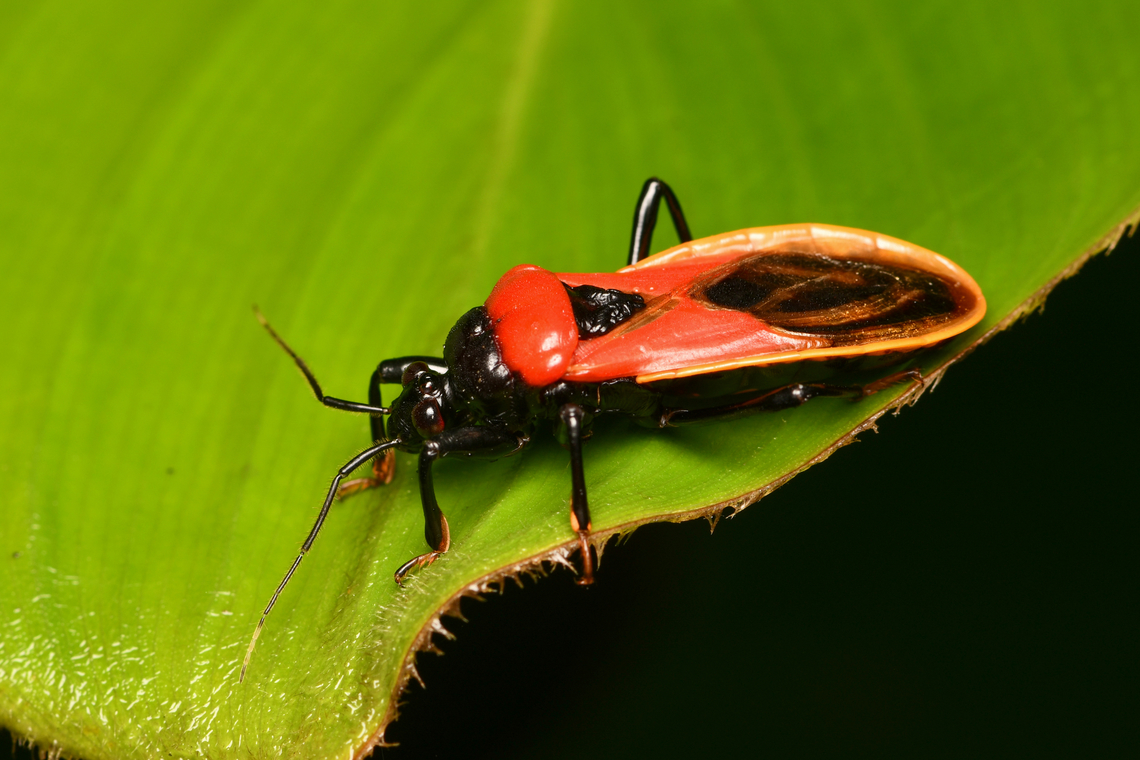 Brontostoma basalis, Mocagua, Colombia  Brontostoma basalis,Colombia,Colombia 2024,Geotagged,Leticia,South America,Spring,World