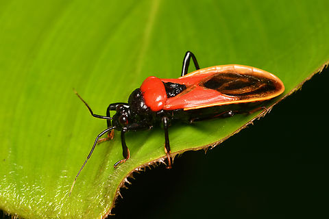 Brontostoma basalis, Mocagua, Colombia  Brontostoma basalis,Colombia,Colombia 2024,Geotagged,Leticia,South America,Spring,World