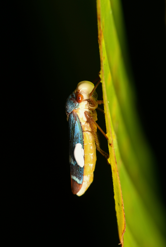 Molomea virescens - side view, Mocagua, Colombia <figure class="photo"><a href="https://www.jungledragon.com/image/168432/molomea_virescens_mocagua_colombia.html" title="Molomea virescens, Mocagua, Colombia"><img src="https://s3.amazonaws.com/media.jungledragon.com/images/2/168432_thumb.jpg?AWSAccessKeyId=05GMT0V3GWVNE7GGM1R2&Expires=1769040010&Signature=YgredlushfmORzs8an9LN25IU0s%3D" width="146" height="152" alt="Molomea virescens, Mocagua, Colombia https://www.jungledragon.com/image/168431/molomea_virescens_-_side_view_mocagua_colombia.html Colombia,Colombia 2024,Geotagged,Leticia,Molomea virescens,South America,Spring,World" /></a></figure> Colombia,Colombia 2024,Geotagged,Leticia,Molomea virescens,South America,Spring,World