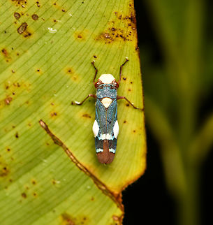 Molomea virescens, Mocagua, Colombia https://www.jungledragon.com/image/168431/molomea_virescens_-_side_view_mocagua_colombia.html Colombia,Colombia 2024,Geotagged,Leticia,Molomea virescens,South America,Spring,World