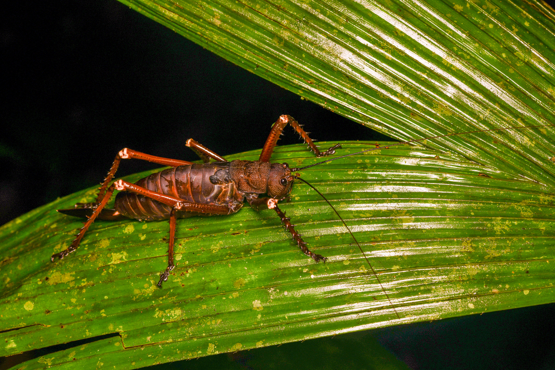 Panoploscelis specularis, Mocagua, Colombia We meet the spiny lobster katydid again!<br />
<section class="video"><iframe width="448" height="282" src="https://www.youtube-nocookie.com/embed/_jmxSIwDA0M?hd=1&autoplay=0&rel=0" frameborder="0" allowfullscreen></iframe></section> Colombia,Colombia 2024,Geotagged,Leticia,Panoploscelis specularis,South America,Spring,World