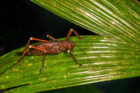 Panoploscelis specularis, Mocagua, Colombia We meet the spiny lobster katydid again!
https://www.youtube.com/watch?v=_jmxSIwDA0M Colombia,Colombia 2024,Geotagged,Leticia,Panoploscelis specularis,South America,Spring,World