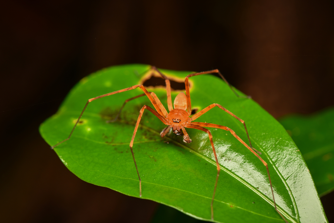 Decaphora cubana, Mocagua, Colombia A striking huntsman spider. This is possibly Pseudosparianthis cubana, which is originally from Cuba, but has spread both North and South. <br />
<figure class="photo"><a href="https://www.jungledragon.com/image/168451/decaphora_cubana_mocagua_colombia.html" title="Decaphora cubana, Mocagua, Colombia"><img src="https://s3.amazonaws.com/media.jungledragon.com/images/2/168451_thumb.jpg?AWSAccessKeyId=05GMT0V3GWVNE7GGM1R2&Expires=1759968010&Signature=MntUqXpAu9chUp3JHdbQ5IXOQ5c%3D" width="200" height="134" alt="Decaphora cubana, Mocagua, Colombia A striking huntsman spider. This is possibly Pseudosparianthis cubana, which is originally from Cuba, but has spread both North and South.<br />
https://www.jungledragon.com/image/168450/decaphora_cubana_mocagua_colombia.html Colombia,Colombia 2024,Geotagged,Leticia,South America,Spring,World" /></a></figure> Colombia,Colombia 2024,Geotagged,Leticia,South America,Spring,World