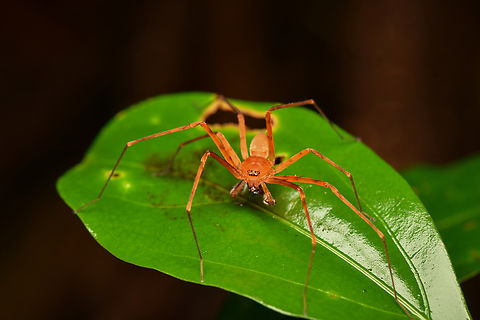 Decaphora cubana, Mocagua, Colombia A striking huntsman spider. This is possibly Pseudosparianthis cubana, which is originally from Cuba, but has spread both North and South. 
https://www.jungledragon.com/image/168451/decaphora_cubana_mocagua_colombia.html Colombia,Colombia 2024,Geotagged,Leticia,South America,Spring,World