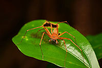 Decaphora cubana, Mocagua, Colombia A striking huntsman spider. This is possibly Pseudosparianthis cubana, which is originally from Cuba, but has spread both North and South. <br />
https://www.jungledragon.com/image/168451/decaphora_cubana_mocagua_colombia.html Colombia,Colombia 2024,Geotagged,Leticia,South America,Spring,World