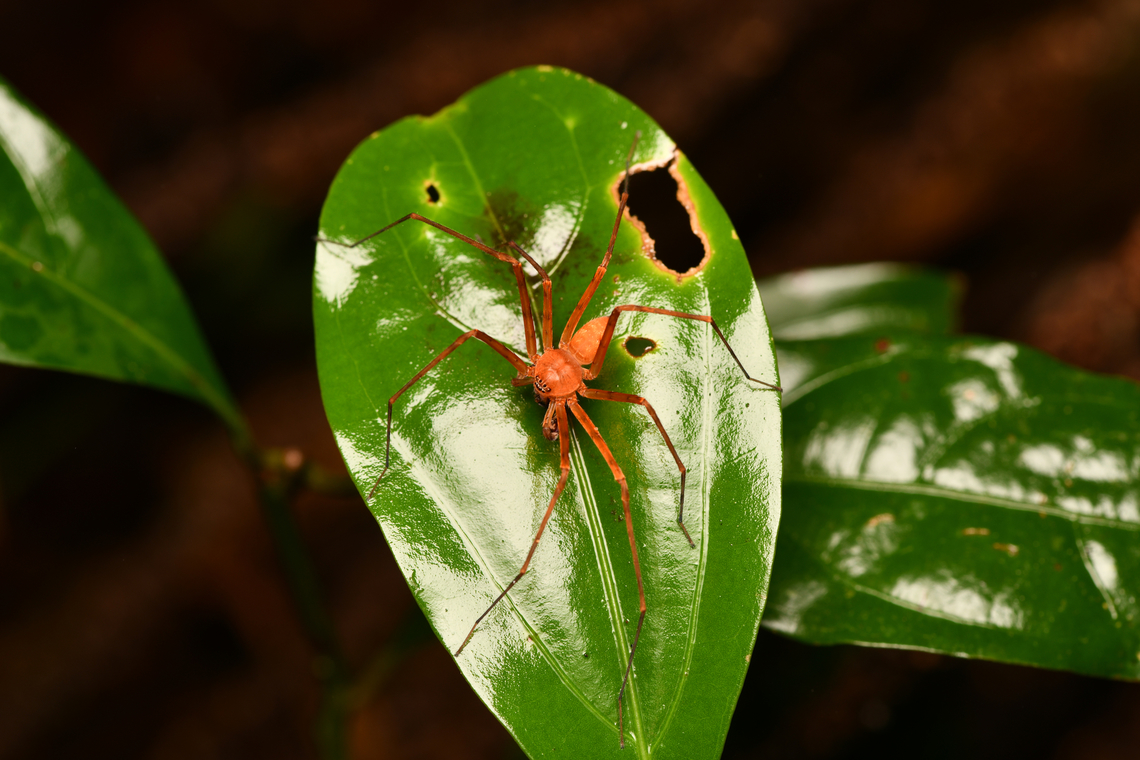 Decaphora cubana, Mocagua, Colombia A striking huntsman spider. This is possibly Pseudosparianthis cubana, which is originally from Cuba, but has spread both North and South.<br />
<figure class="photo"><a href="https://www.jungledragon.com/image/168450/decaphora_cubana_mocagua_colombia.html" title="Decaphora cubana, Mocagua, Colombia"><img src="https://s3.amazonaws.com/media.jungledragon.com/images/2/168450_thumb.jpg?AWSAccessKeyId=05GMT0V3GWVNE7GGM1R2&Expires=1765411210&Signature=dN3McjDZgd7SYi8T4gm7EnnCvAg%3D" width="200" height="134" alt="Decaphora cubana, Mocagua, Colombia A striking huntsman spider. This is possibly Pseudosparianthis cubana, which is originally from Cuba, but has spread both North and South. <br />
https://www.jungledragon.com/image/168451/decaphora_cubana_mocagua_colombia.html Colombia,Colombia 2024,Geotagged,Leticia,South America,Spring,World" /></a></figure> Colombia,Colombia 2024,Geotagged,Leticia,South America,Spring,World