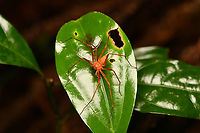 Decaphora cubana, Mocagua, Colombia A striking huntsman spider. This is possibly Pseudosparianthis cubana, which is originally from Cuba, but has spread both North and South.<br />
https://www.jungledragon.com/image/168450/decaphora_cubana_mocagua_colombia.html Colombia,Colombia 2024,Geotagged,Leticia,South America,Spring,World