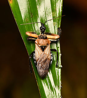 Apiomerus sp., Mocagua, Colombia Bee assassin bug. Colombia,Colombia 2024,Geotagged,Leticia,South America,Spring,World