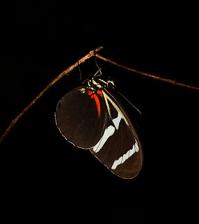 Heliconius antiochus, Mocagua, Colombia Sleeping. Colombia,Colombia 2024,Geotagged,Heliconius antiochus,Leticia,South America,Spring,World