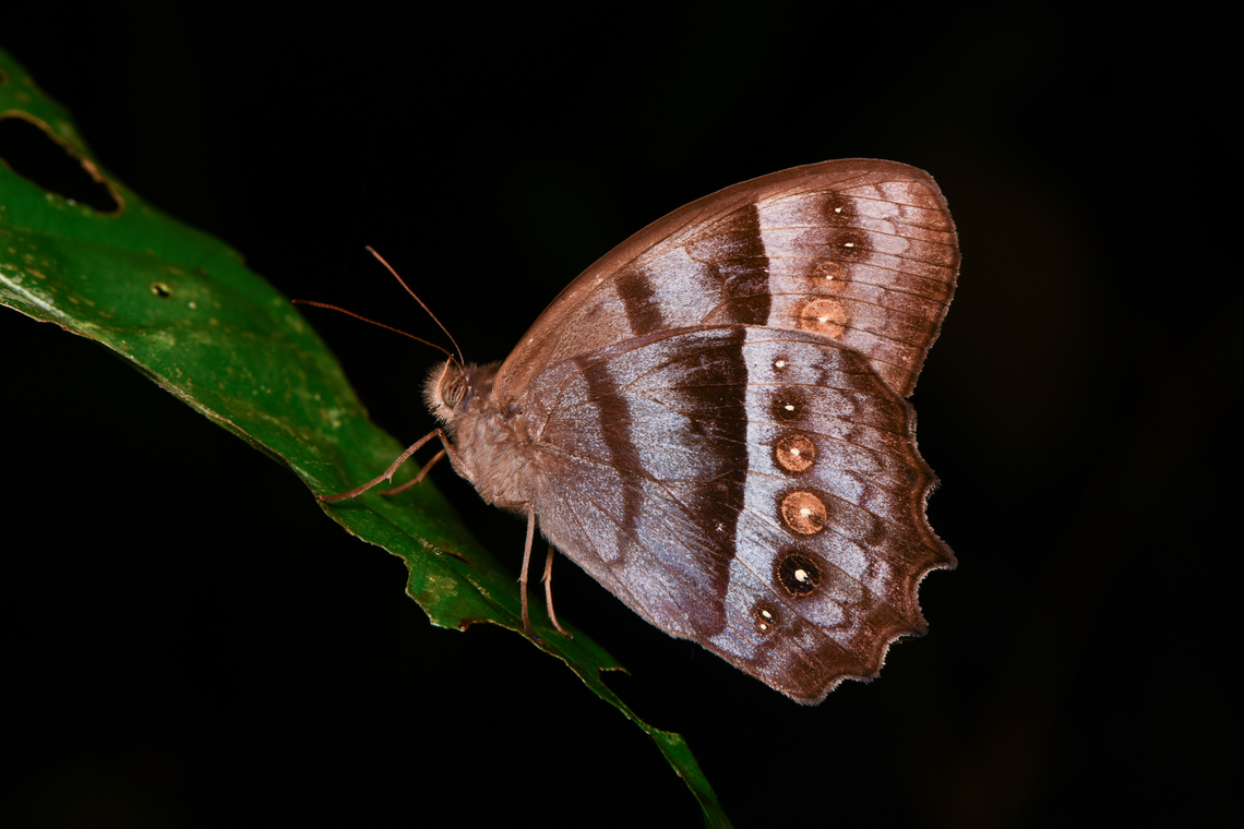 Taygetis thamyra, Mocagua, Colombia  Andromeda Satyr,Colombia,Colombia 2024,Geotagged,Leticia,South America,Spring,Taygetis thamyra,World