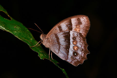 Taygetis thamyra, Mocagua, Colombia  Andromeda Satyr,Colombia,Colombia 2024,Geotagged,Leticia,South America,Spring,Taygetis thamyra,World
