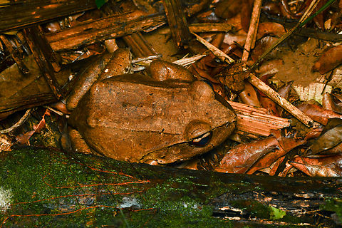 Leptodactylus pentadactylus, Mocagua, Colombia Apologies for the strange colors, had a flash battery issue. This individual was very large, about the size of a Cane Toad, but this species is not a toad. Colombia,Colombia 2024,Geotagged,Leptodactylus pentadactylus,Leticia,Smoky Jungle Frog,South America,Spring,World