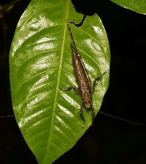 Katydid, Mocagua, Colombia Well camouflaged, one hind leg missing. Colombia,Colombia 2024,Geotagged,Leticia,South America,Spring,World