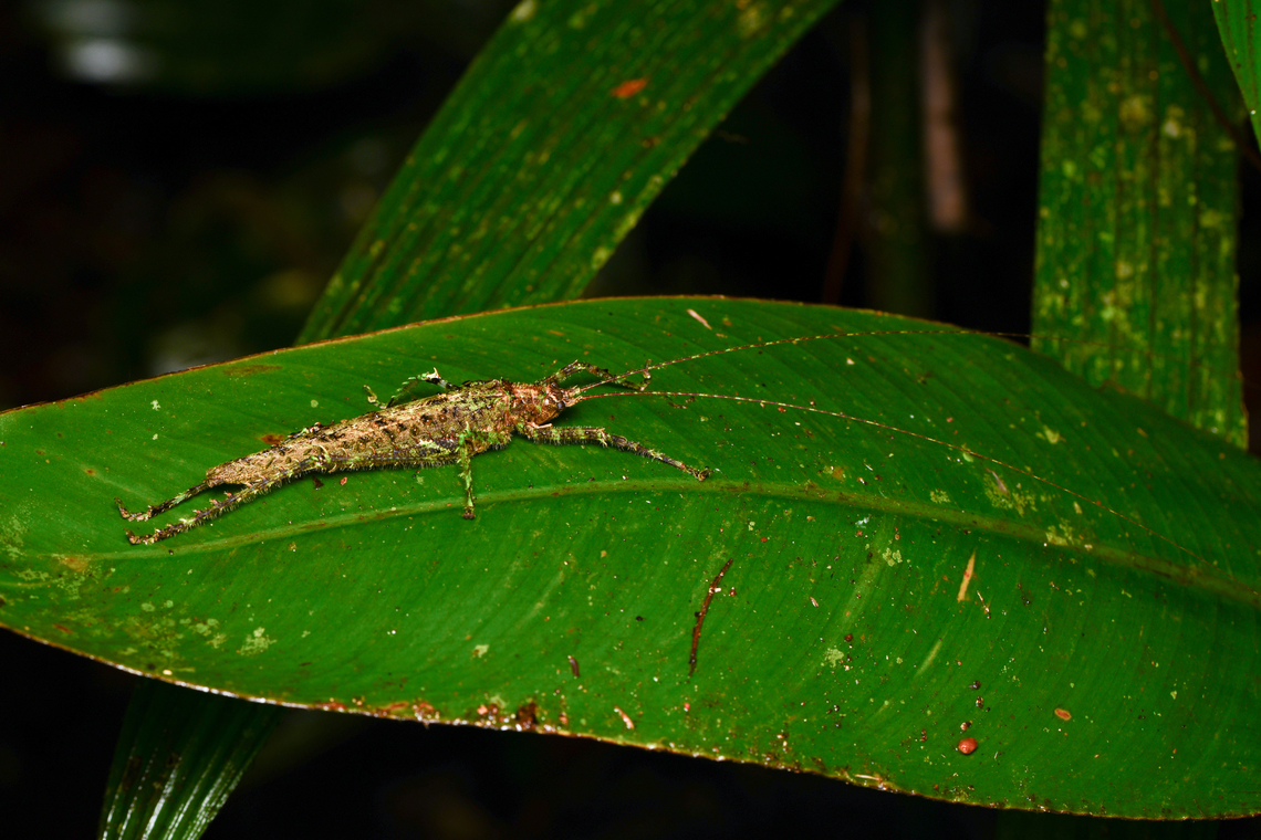 Mossy Katydid, Mocagua, Colombia Pleminiiti. Colombia,Colombia 2024,Geotagged,Leticia,South America,Spring,World