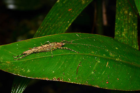 Mossy Katydid, Mocagua, Colombia Pleminiiti. Colombia,Colombia 2024,Geotagged,Leticia,South America,Spring,World