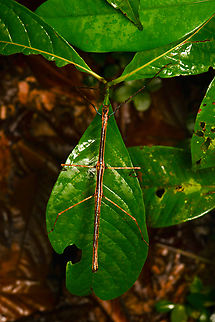 Stick insect, Mocagua, Colombia  Colombia,Colombia 2024,Geotagged,Leticia,South America,Spring,World