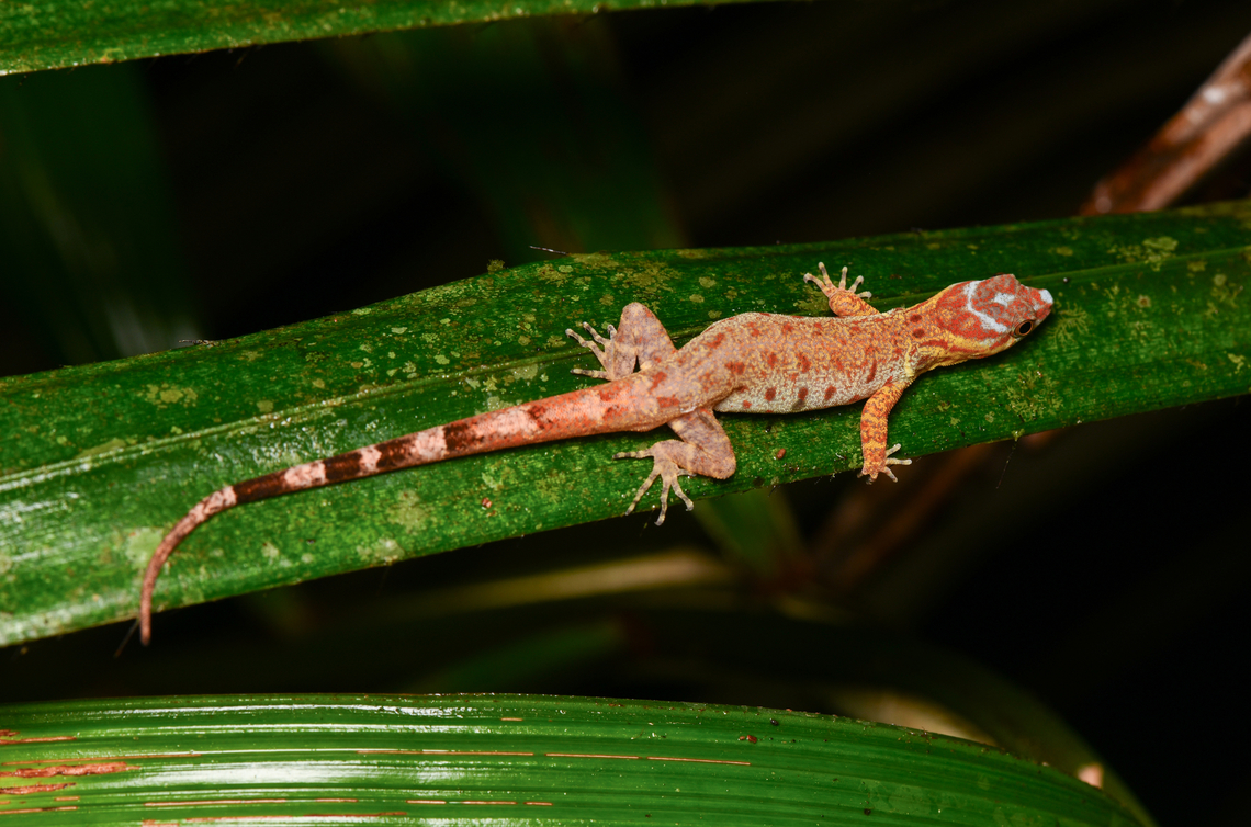 Bridled Forest Gecko, Mocagua, Colombia  Bridled Forest Gecko,Colombia,Colombia 2024,Geotagged,Gonatodes humeralis,Leticia,South America,Spring,World