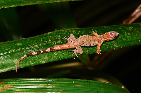 Bridled Forest Gecko, Mocagua, Colombia  Bridled Forest Gecko,Colombia,Colombia 2024,Geotagged,Gonatodes humeralis,Leticia,South America,Spring,World