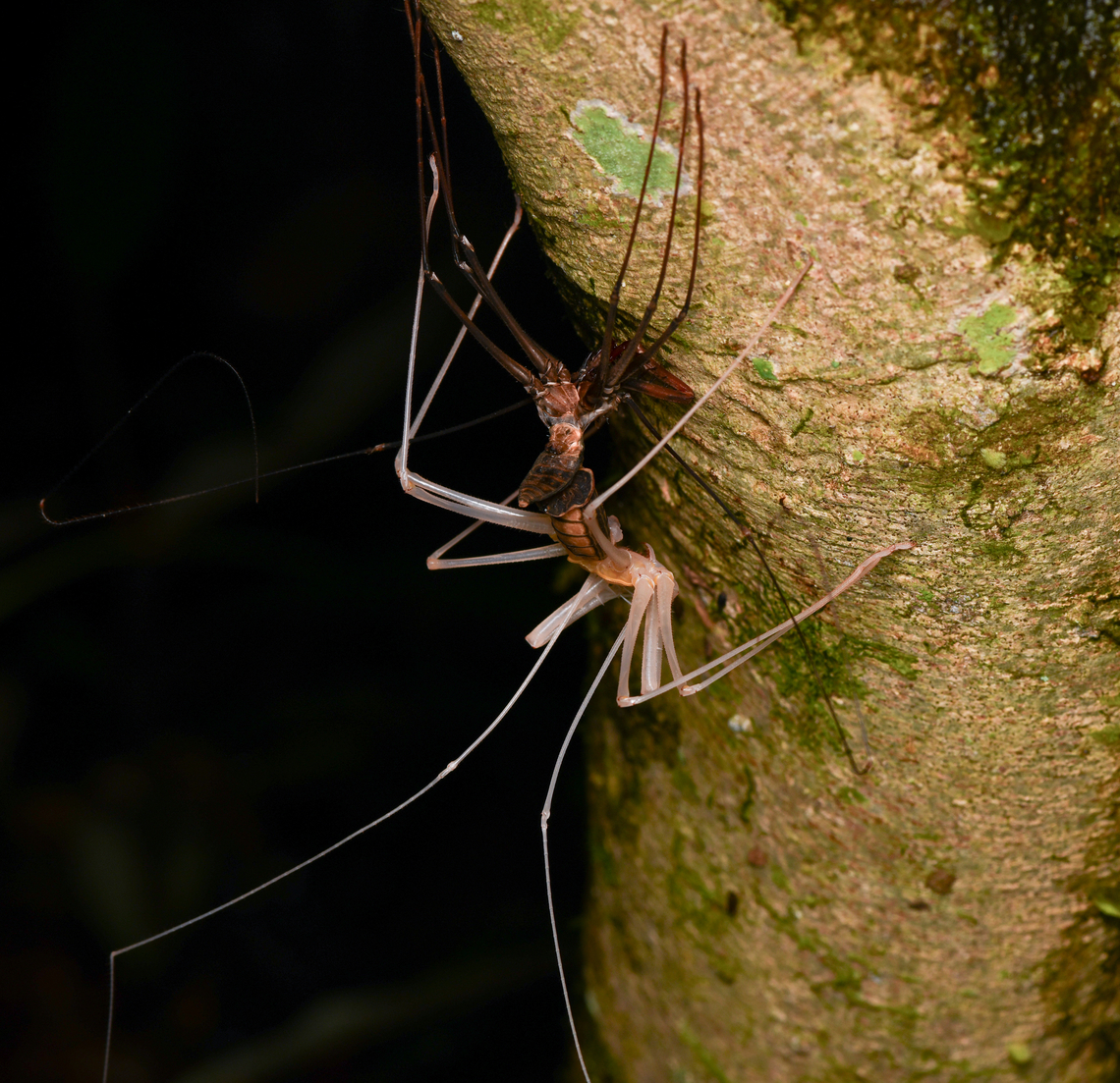 Tailless Whip Scorpion molting, Mocagua, Colombia Somebody managed to produce an awesome video of the entire process, must-watch:<br />
<section class="video"><iframe width="448" height="282" src="https://www.youtube-nocookie.com/embed/5uzuYRY2faQ?hd=1&autoplay=0&rel=0" frameborder="0" allowfullscreen></iframe></section> Colombia,Colombia 2024,Geotagged,Leticia,South America,Spring,World