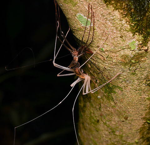 Tailless Whip Scorpion molting, Mocagua, Colombia Somebody managed to produce an awesome video of the entire process, must-watch:
https://www.youtube.com/watch?v=5uzuYRY2faQ Colombia,Colombia 2024,Geotagged,Leticia,South America,Spring,World