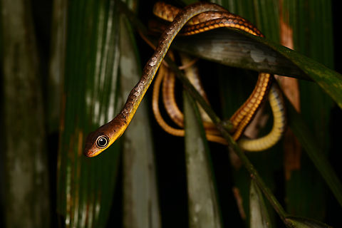 Brown Sipo, Mocagua, Colombia  Brown sipo,Chironius fuscus,Colombia,Colombia 2024,Geotagged,Leticia,South America,Spring,World