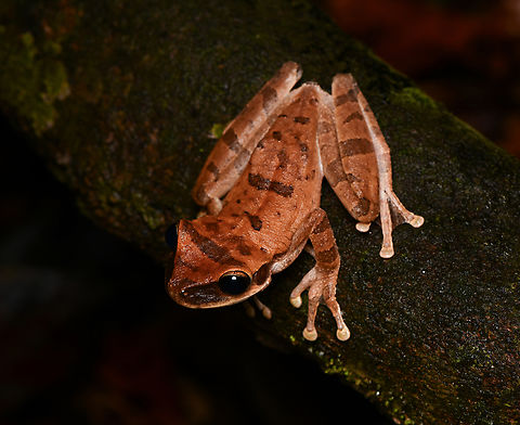 Flat-headed Spiny-backed Frog, Mocagua, Colombia  Colombia,Colombia 2024,Flat-headed Spiny-backed Frog,Geotagged,Leticia,Osteocephalus planiceps,South America,Spring,World