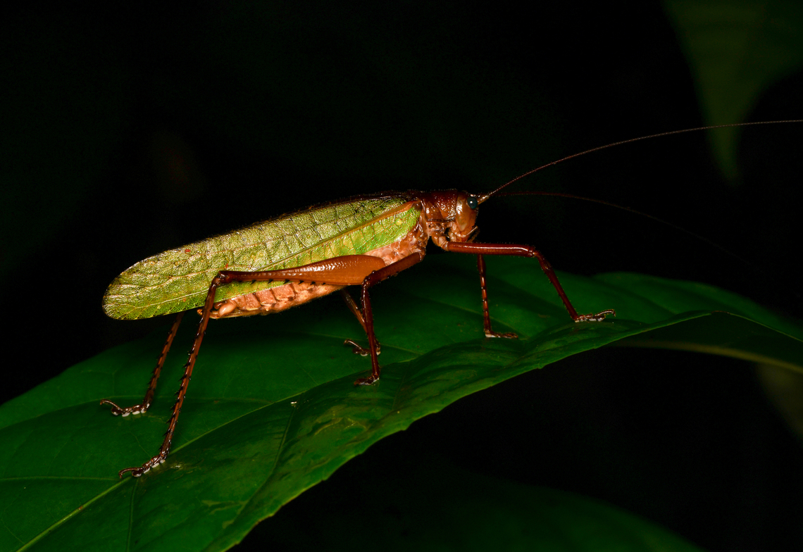 Cocconotus sp., Mocagua, Colombia  Colombia,Colombia 2024,Geotagged,Leticia,South America,Spring,World