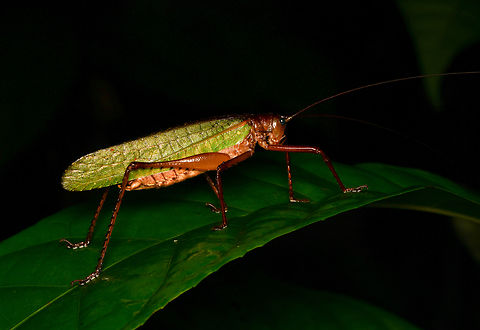 Cocconotus sp., Mocagua, Colombia  Colombia,Colombia 2024,Geotagged,Leticia,South America,Spring,World