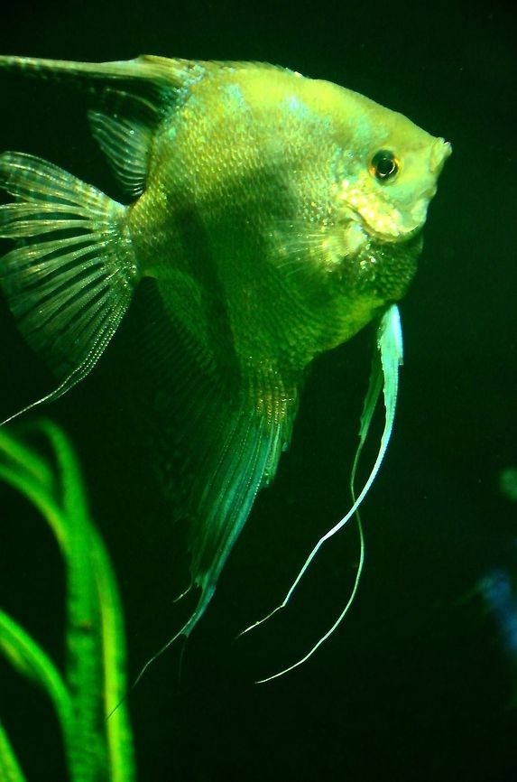 Bearded Fish - Pterophyllum altum or Angelfish  Angelfish,Aquariums,Fish,Pterophyllum altum,Rhenen Zoo,Underwater,Zoo